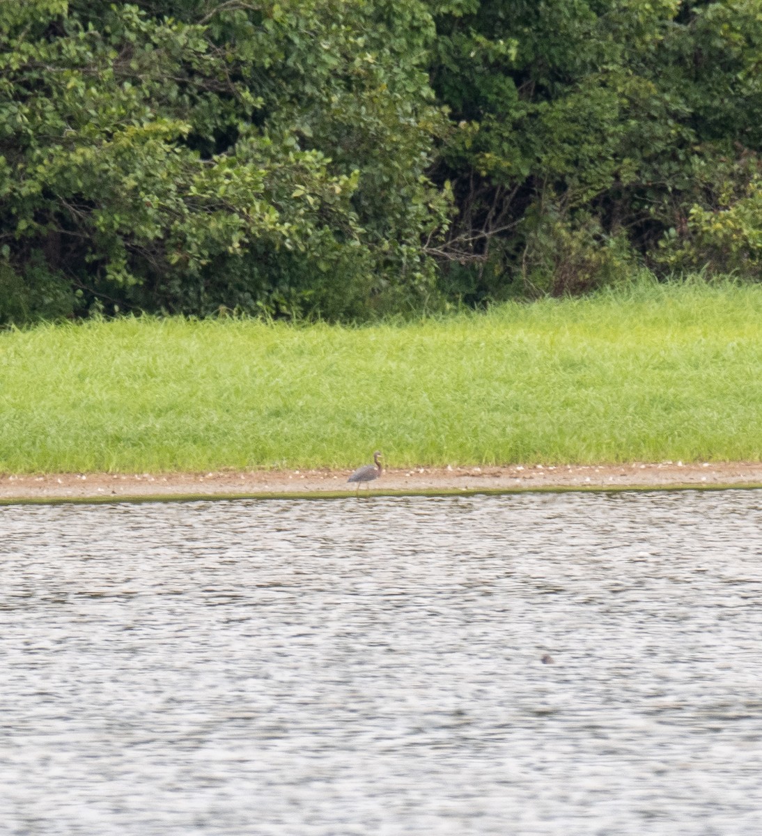 Tricolored Heron - ML477103561