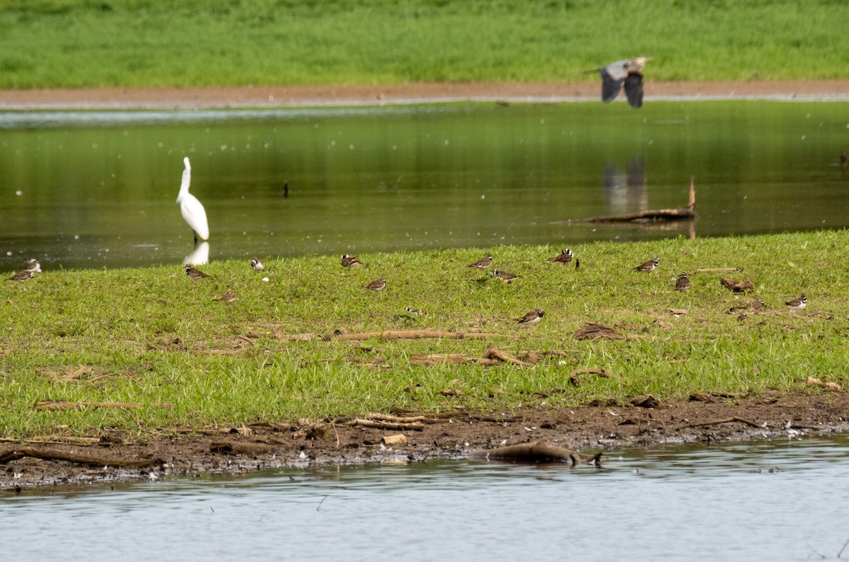 Killdeer - ML477103801