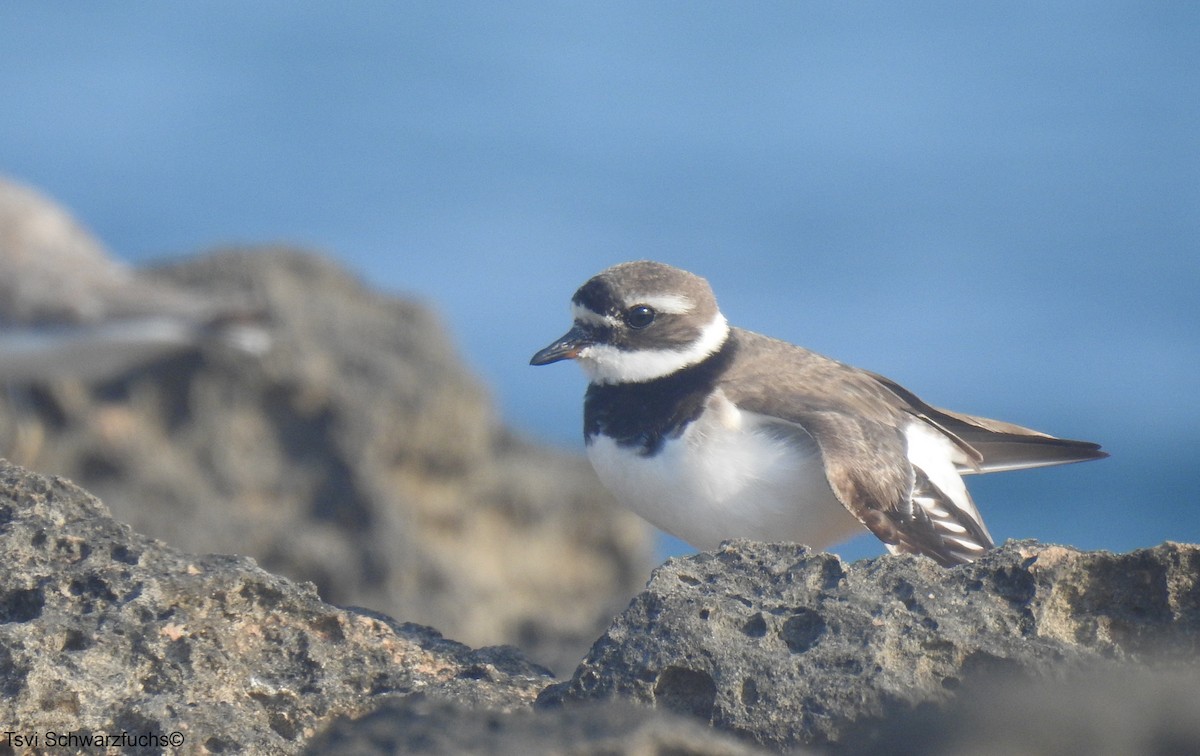 Common Ringed Plover - ML477103811