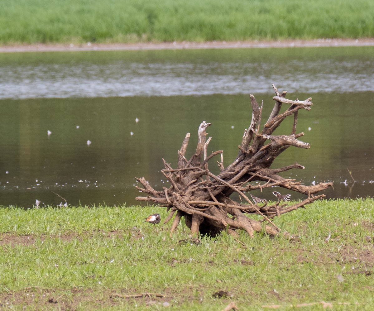 Killdeer - ML477104101