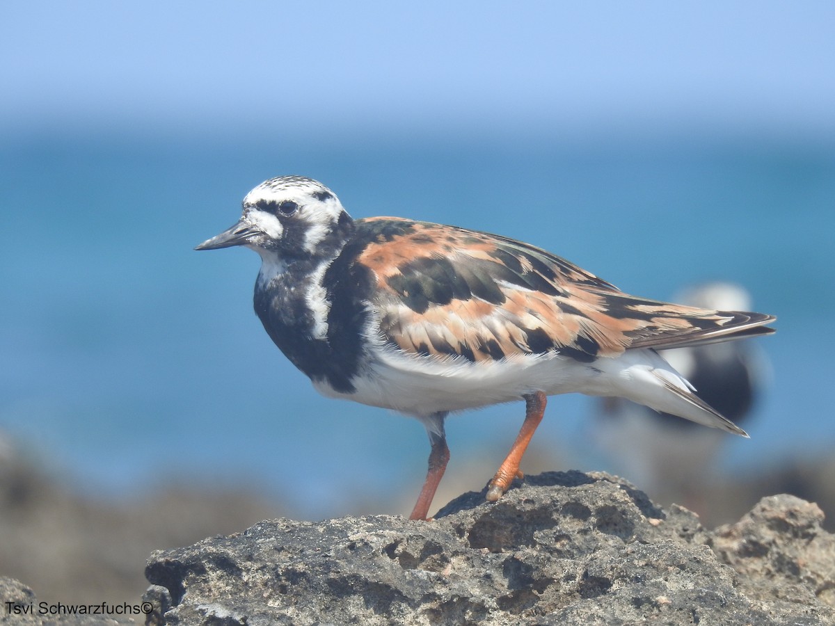 Ruddy Turnstone - ML477104591