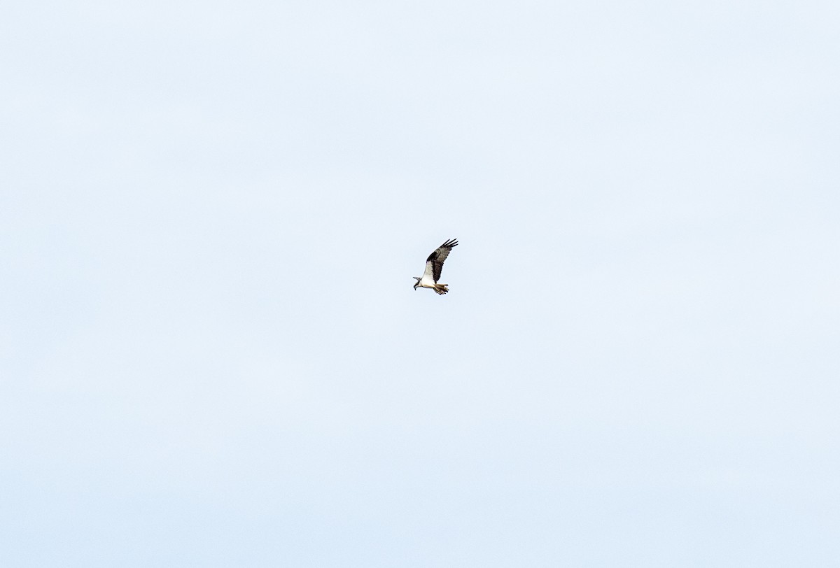 Osprey - ML477104611