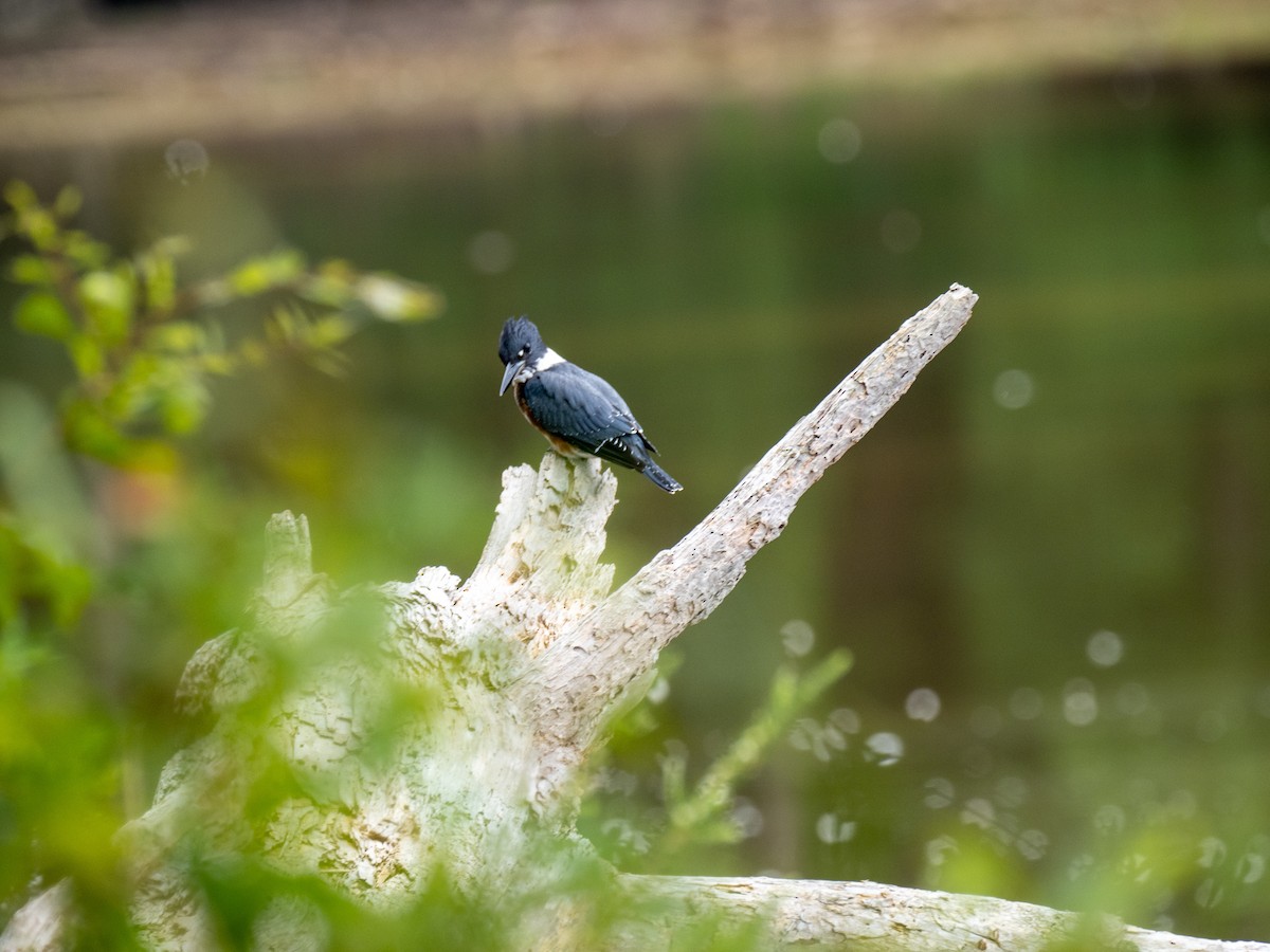 Belted Kingfisher - ML477104851