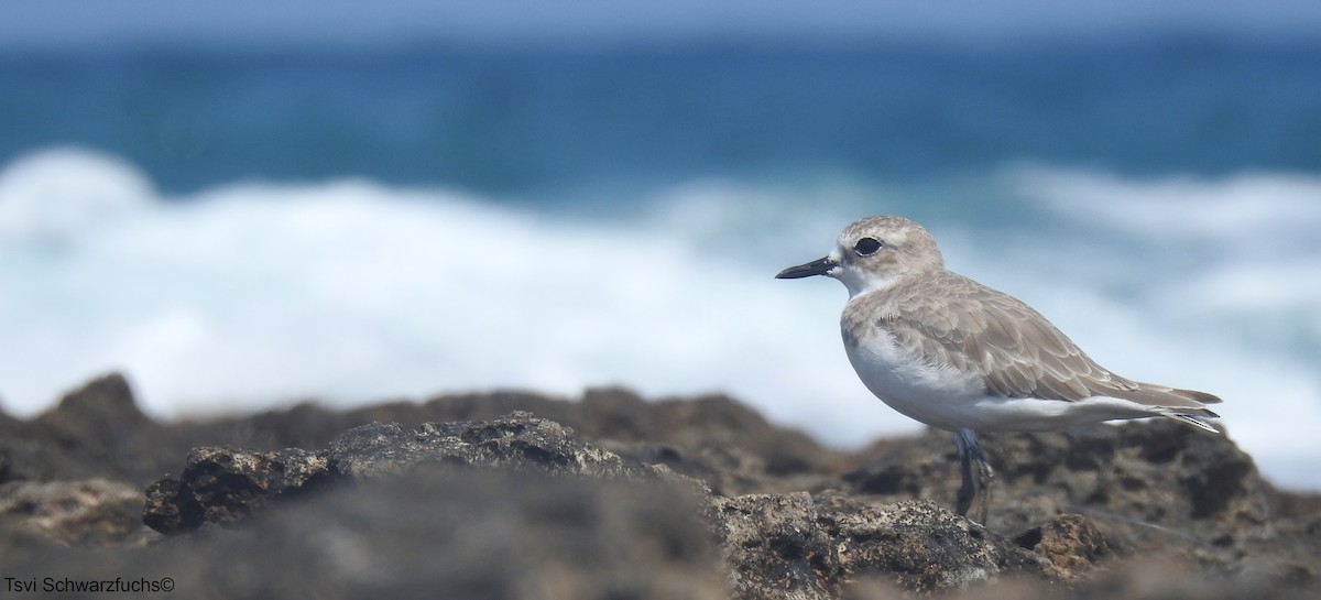 Greater Sand-Plover - ML477104941