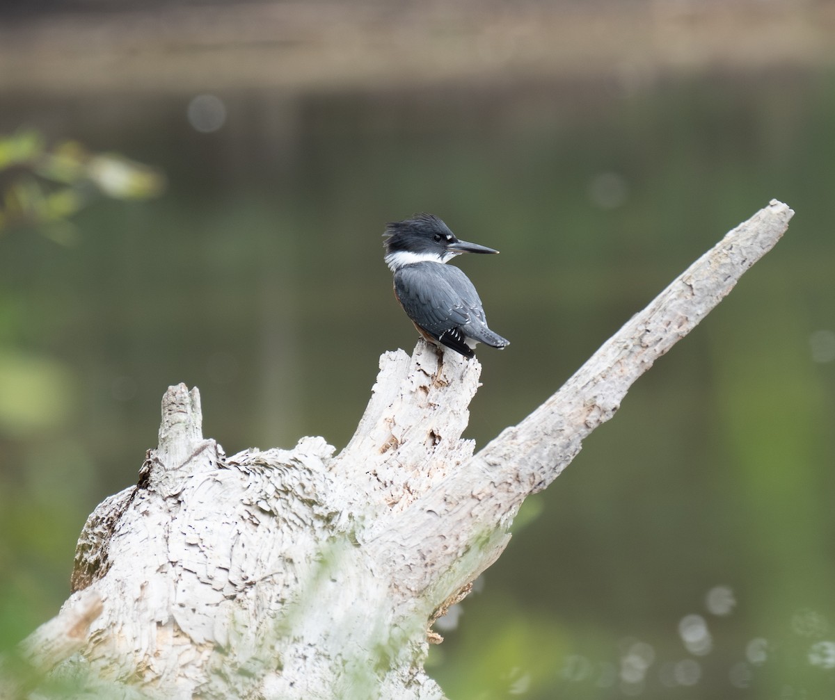 Belted Kingfisher - ML477105231