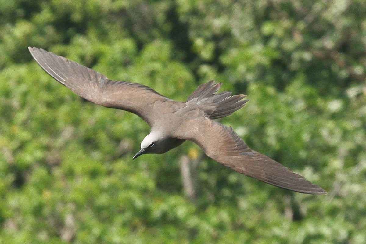 Brown Noddy - ML47710531