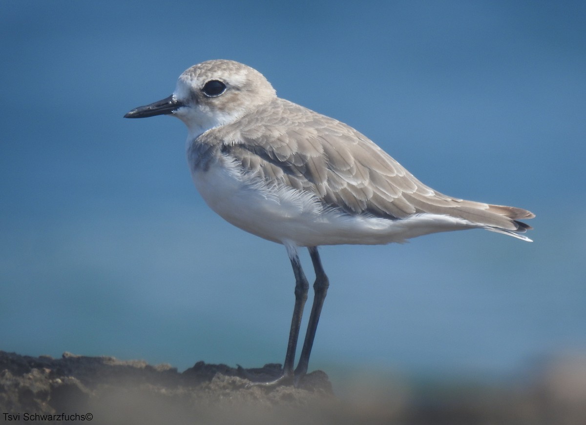 Greater Sand-Plover - ML477105601