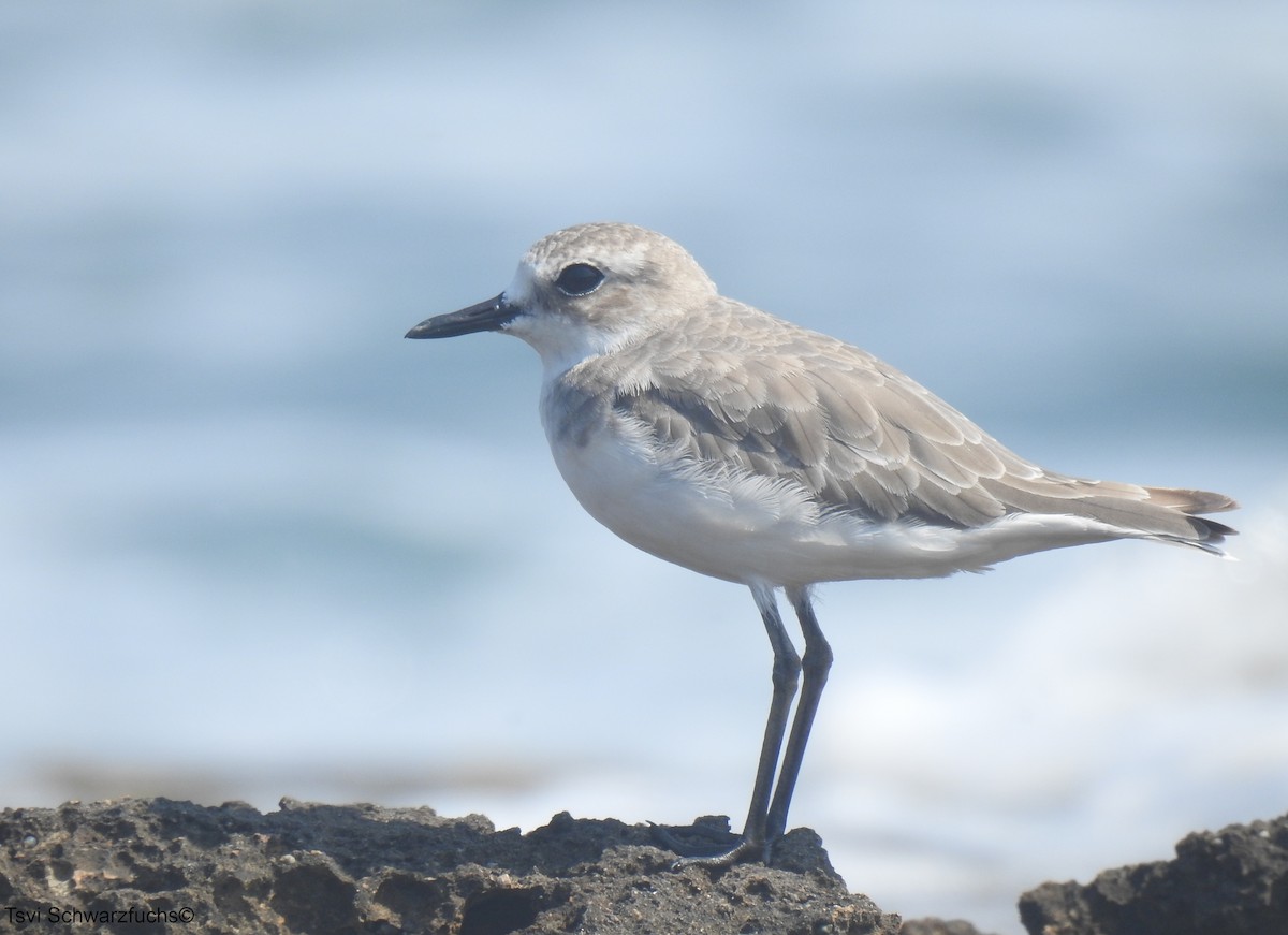 Greater Sand-Plover - ML477105611