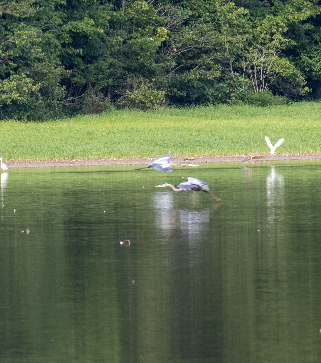 Great Blue Heron - ML477106651