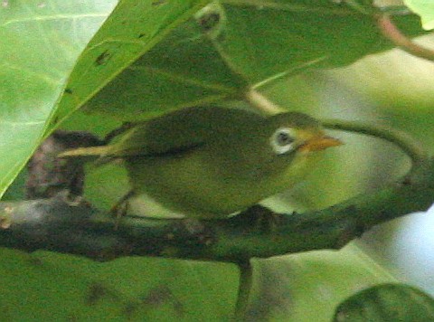 Rota White-eye - ML47710721