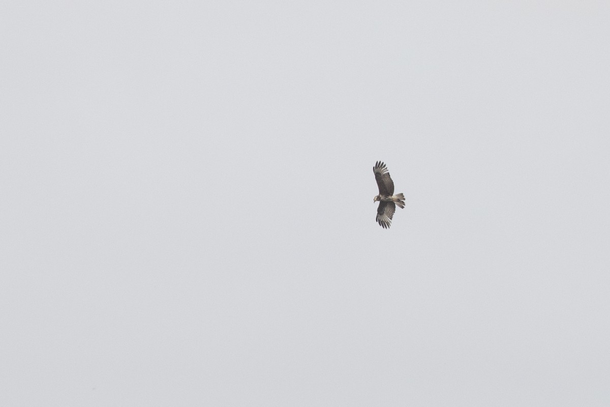 Snail Kite - ML477107481