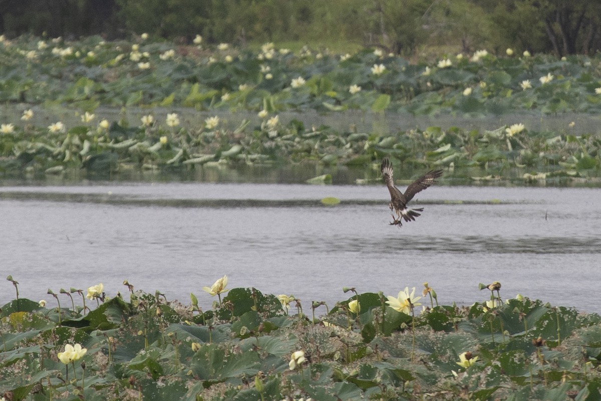 Snail Kite - ML477107491