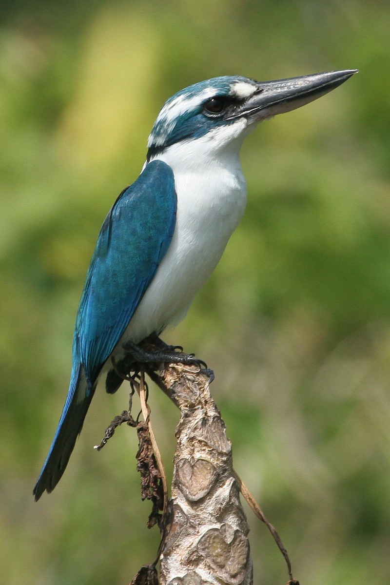 Mariana Kingfisher - ML47710821