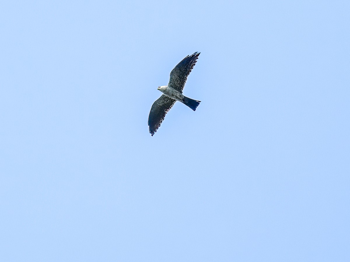 Mississippi Kite - ML477108431