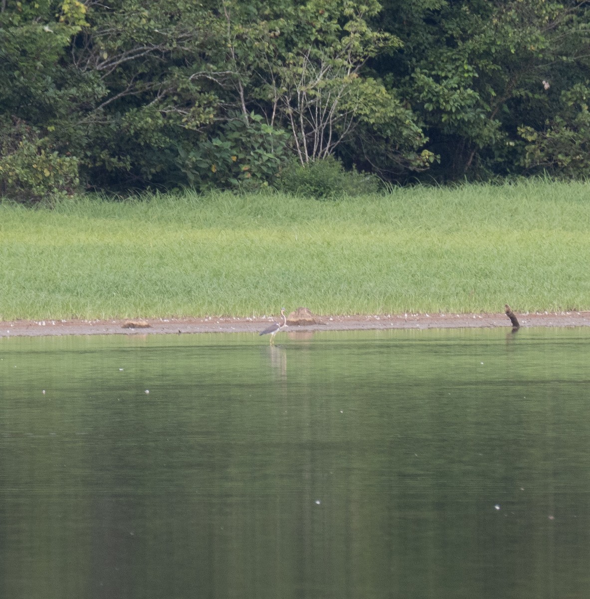 Tricolored Heron - ML477108811