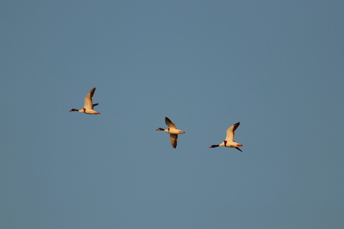 Common Shelduck - ML477109371