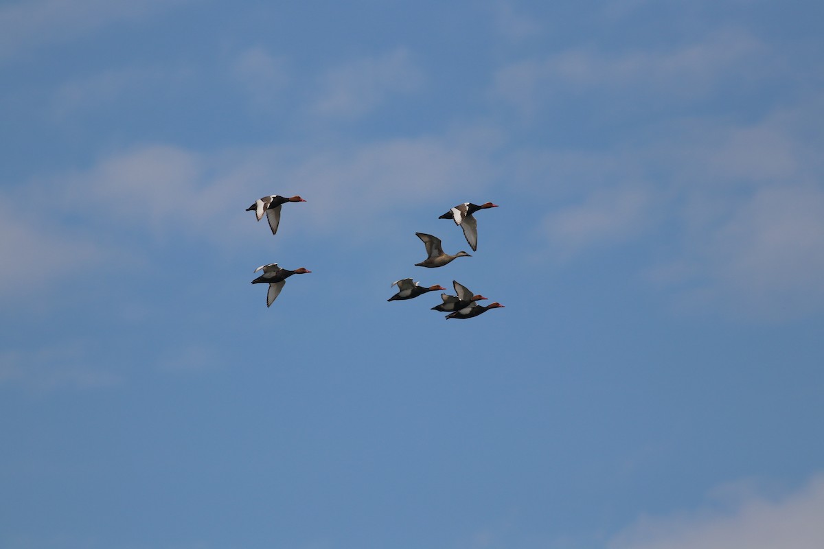 Red-crested Pochard - ML477109691