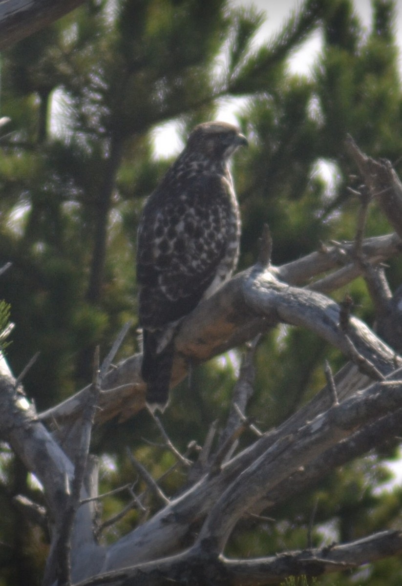 Red-tailed Hawk - ML477112091