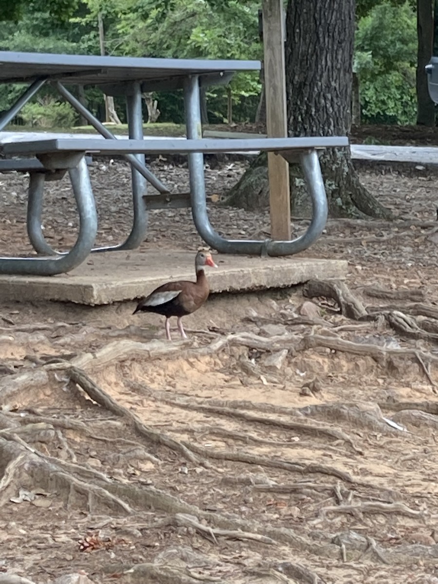 Black-bellied Whistling-Duck - ML477113401