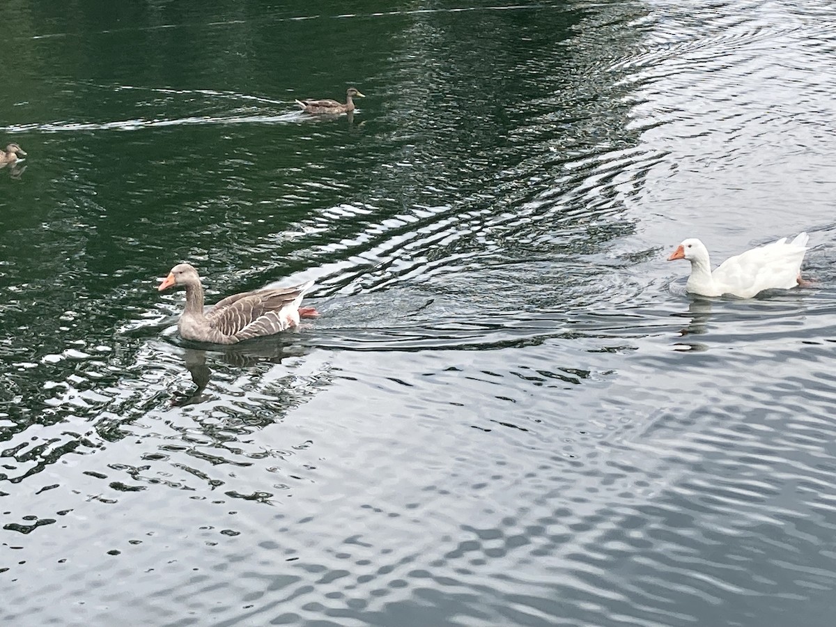 Graylag Goose (Domestic type) - ML477113581