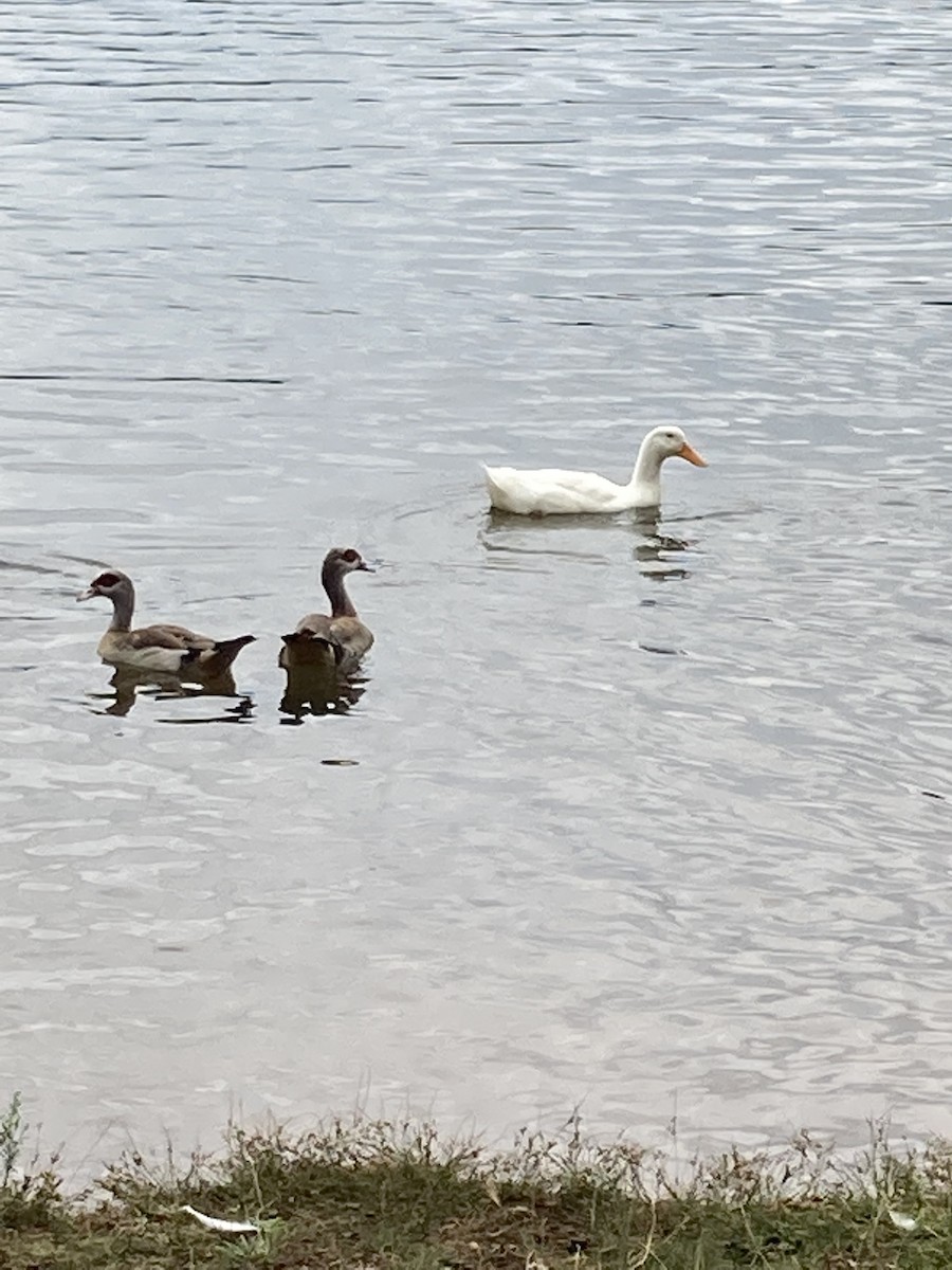 duck sp. - ML477113731