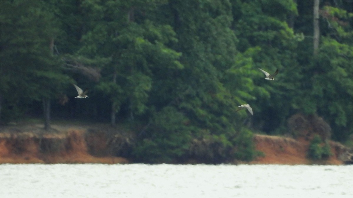 Black Tern - S. K.  Jones