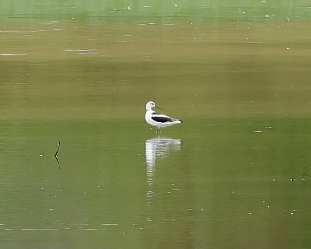 Avocette d'Amérique - ML477115291