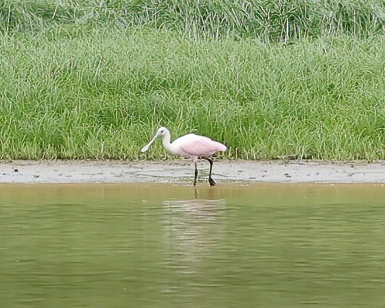Roseate Spoonbill - ML477115451