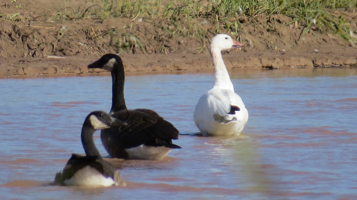 Snow Goose - ML477115811