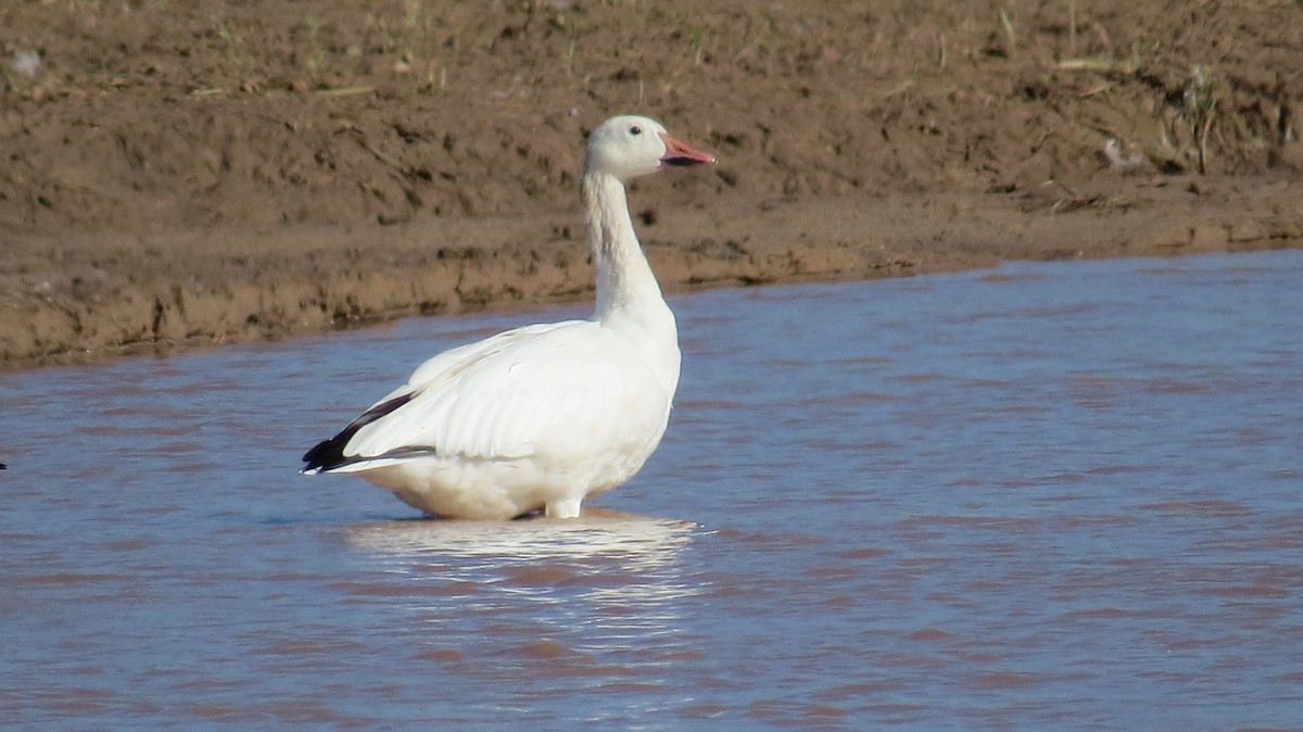 Snow Goose - ML477115881