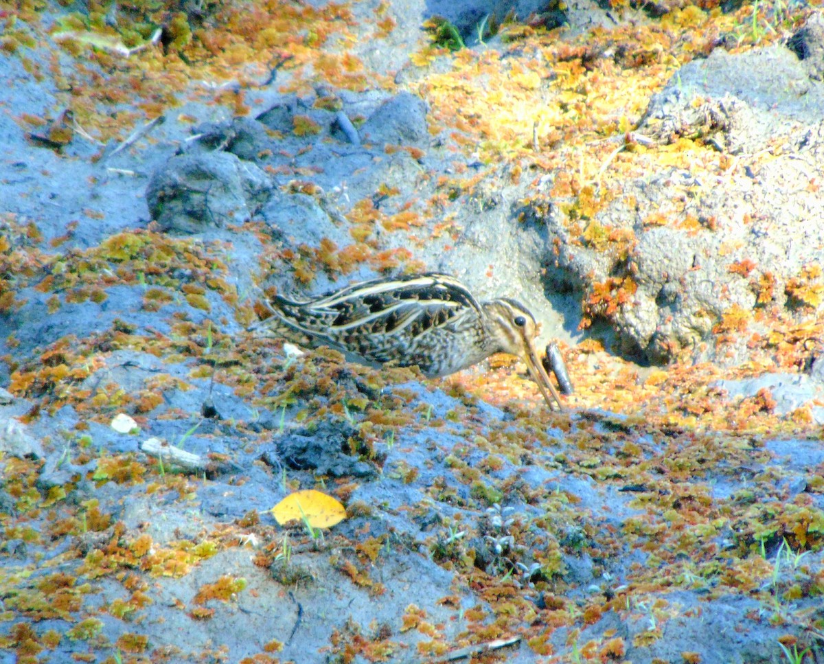 Jack Snipe - ML47711651