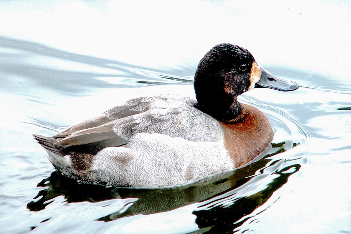Canvasback x scaup sp. (hybrid) - ML477116591