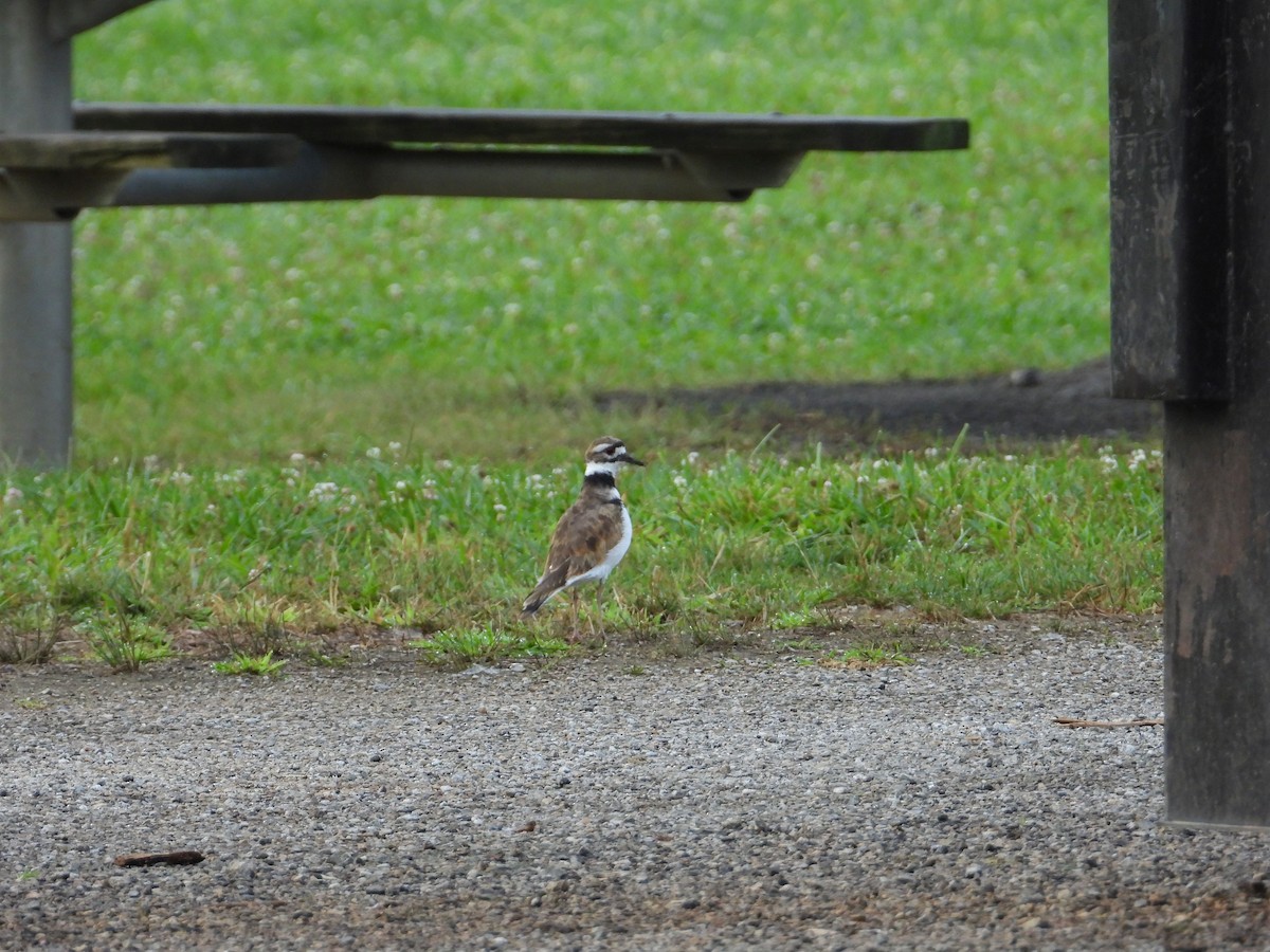 Killdeer - ML477116691