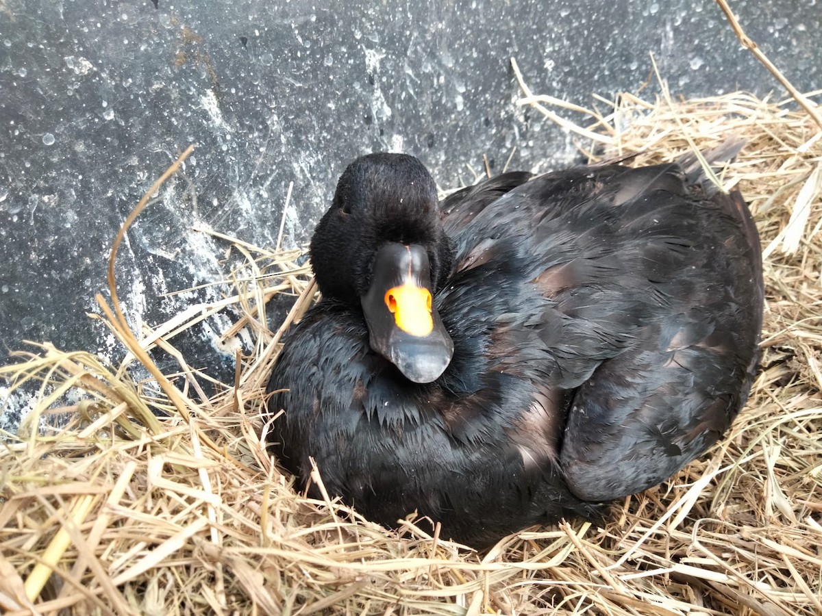 Common Scoter - ML477116801