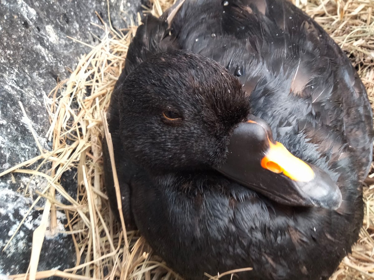 Common Scoter - ML477116811