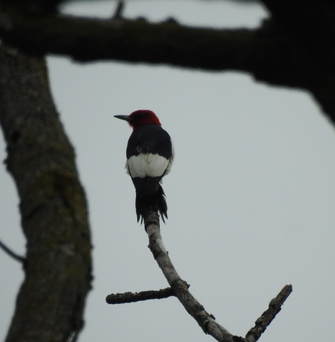 Red-headed Woodpecker - ML477116851