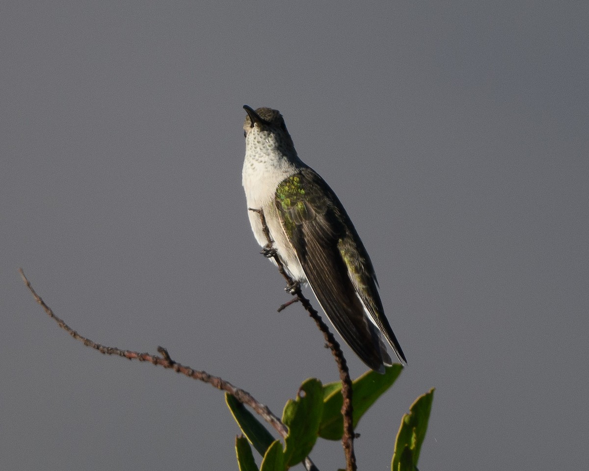 Spot-throated Hummingbird - Anthony Kaduck