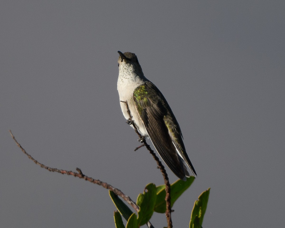 Colibrí de Taczanowski - ML477117461