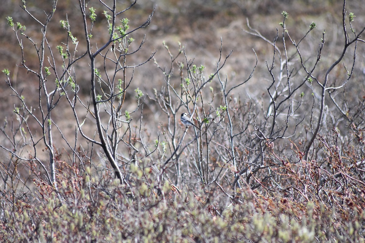 White Wagtail - Brian Bardy