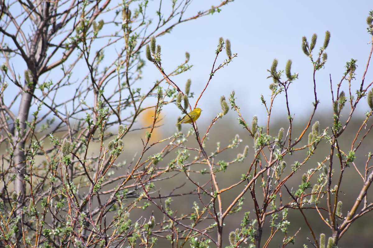 Yellow Warbler - ML477118091