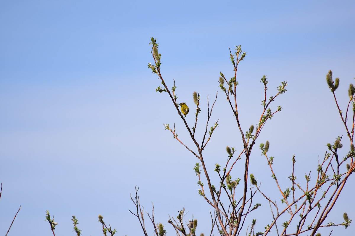 Yellow Warbler - ML477118191