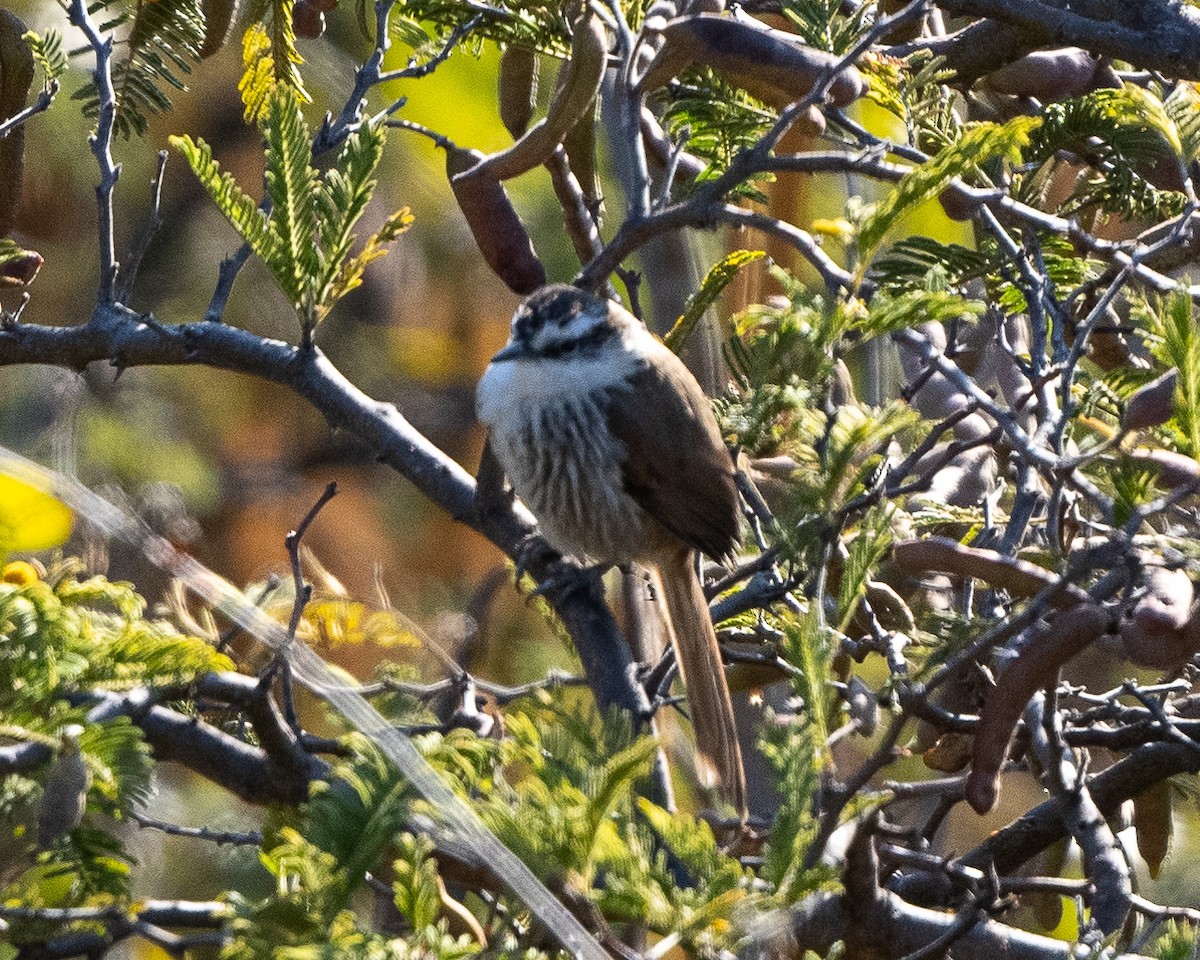 Great Spinetail - Anthony Kaduck