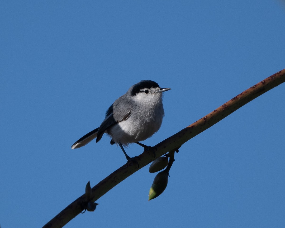 Marañon Gnatcatcher - ML477118651