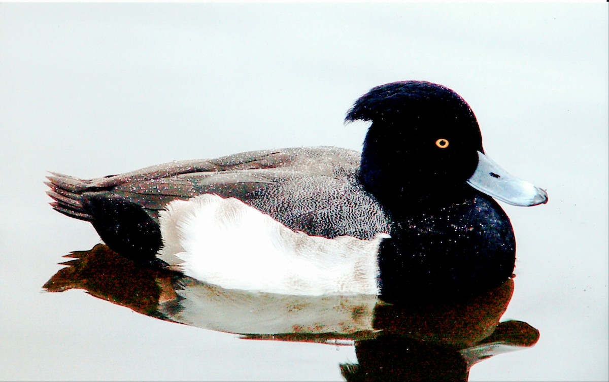 Tufted Duck x scaup sp. (hybrid) - ML477119451