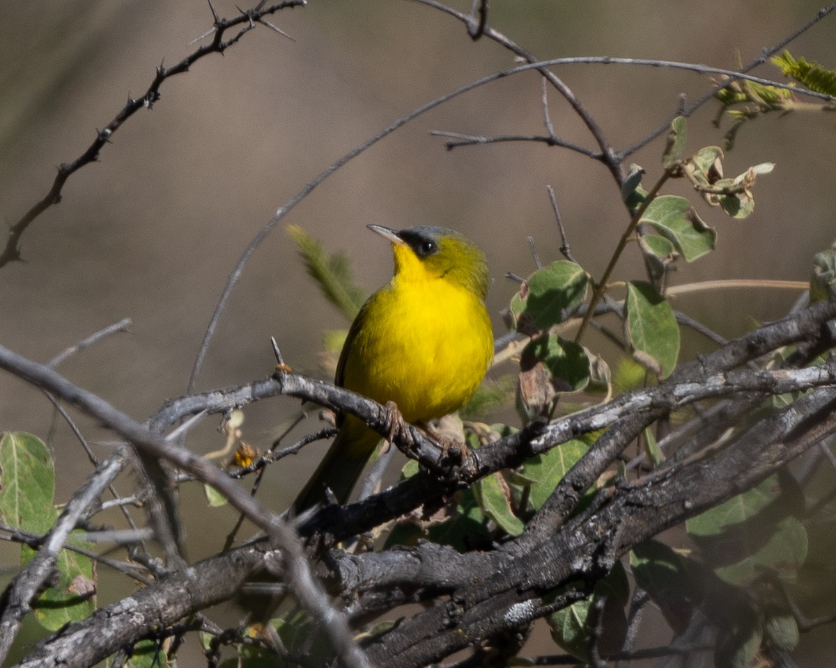 Mascarita Equinoccial (auricularis/peruviana) - ML477119521