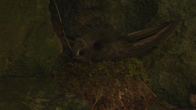 Black Swift - ML477120