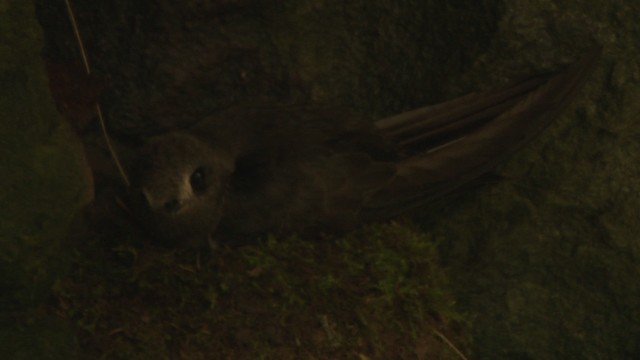 Black Swift - ML477121