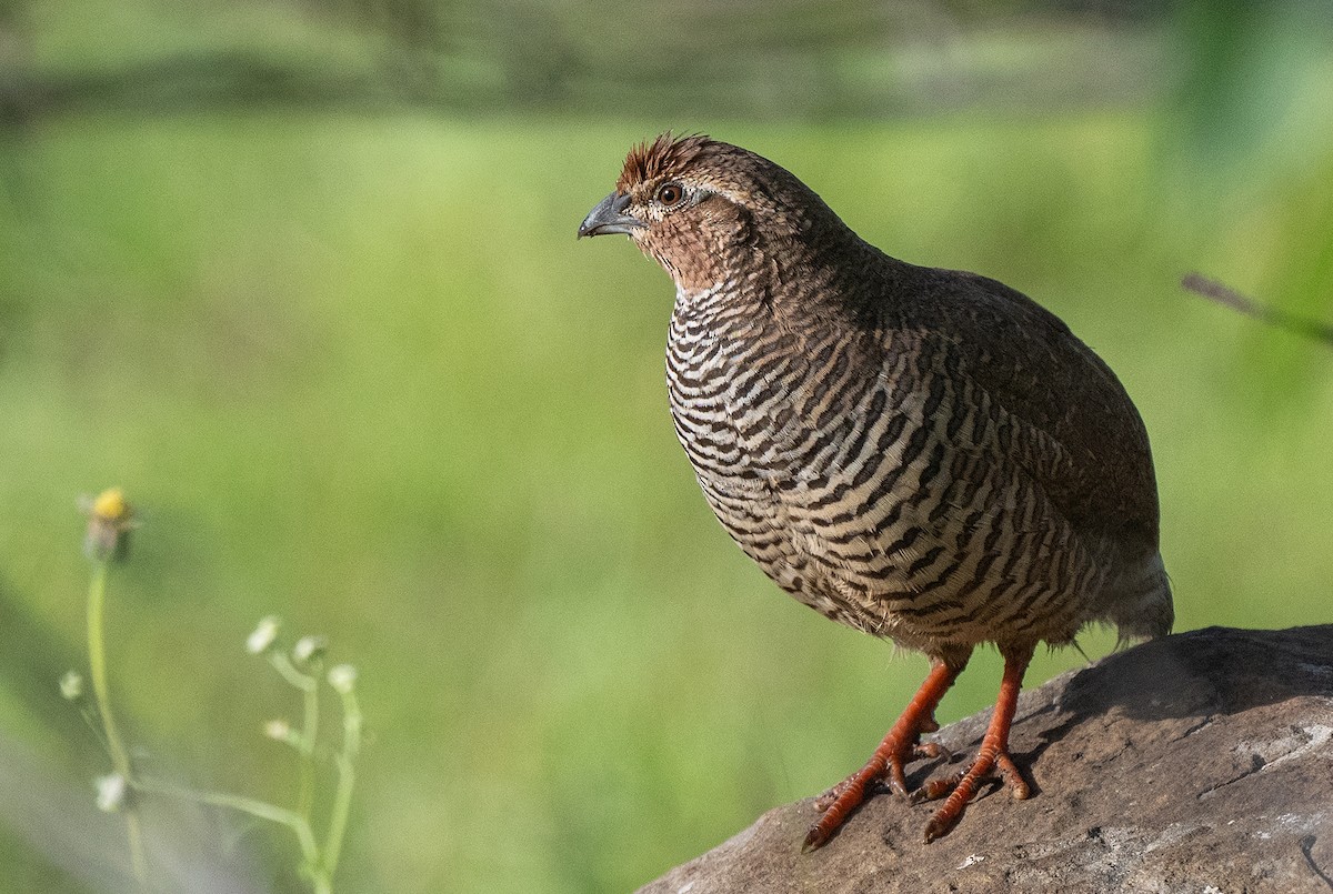 Rock Bush-Quail - ML477121631