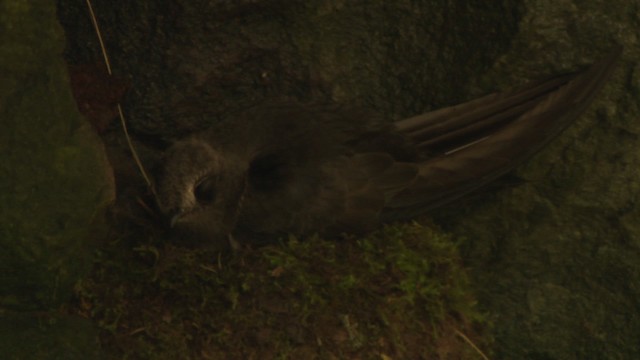 Black Swift - ML477122