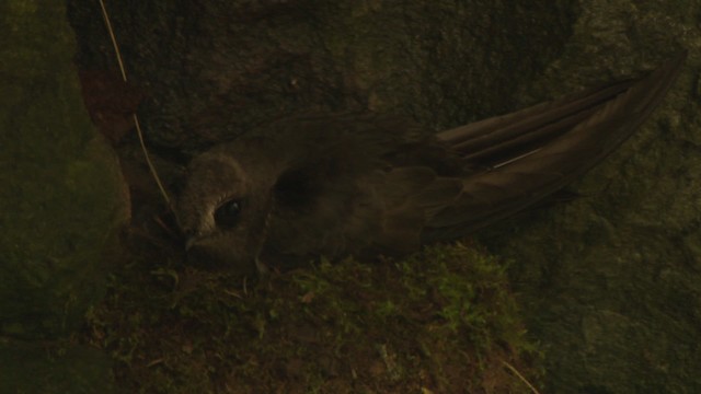 Black Swift - ML477123